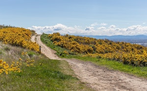 Kennedys Bush Track