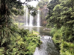 Whangarei Falls Track