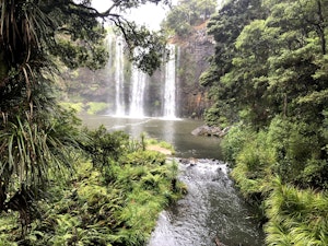 Whangarei Falls Track