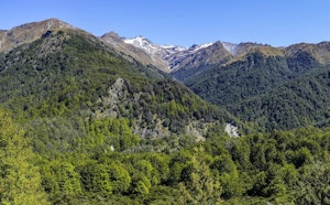 Mount Crichton Loop Track