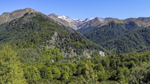 Mount Crichton Loop Track
