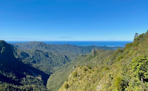 Kauaeranga Kauri Trail