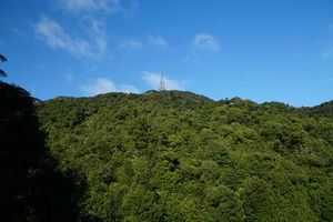 Te Aroha Mountain Track