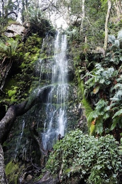 Cecilia Forest Waterfall
