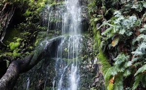 Cecilia Forest Waterfall