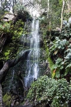 Cecilia Forest Waterfall
