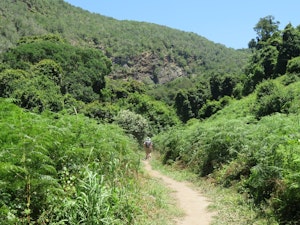 Half-Collared Kingfisher Trail