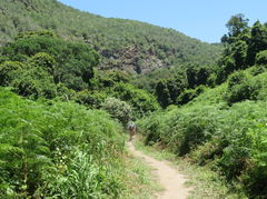 Half-Collared Kingfisher Trail