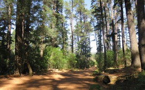 Newlands Forest via the Contour Path
