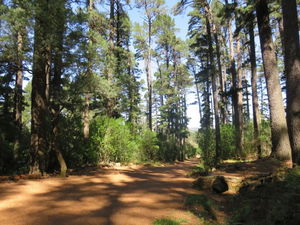 Newlands Forest via the Contour Path