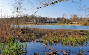 Flachsee