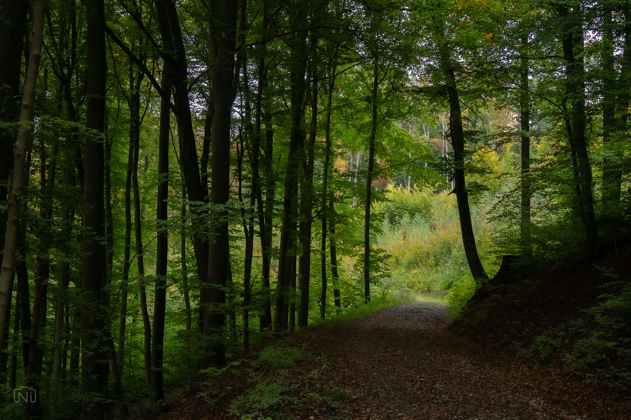 Könizberg Rundgang - Hika Trail