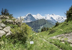 Schynige Platte Panorama Trail