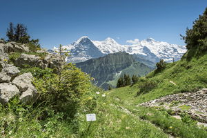 Schynige Platte Panorama Trail