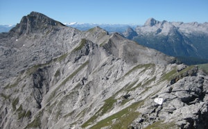 Seehorn