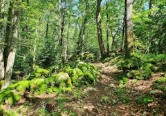 Grottes de Réclère