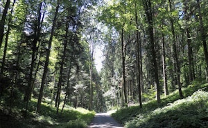 Gütschwald and Sonnenbergwald