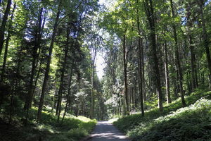 Gütschwald and Sonnenbergwald