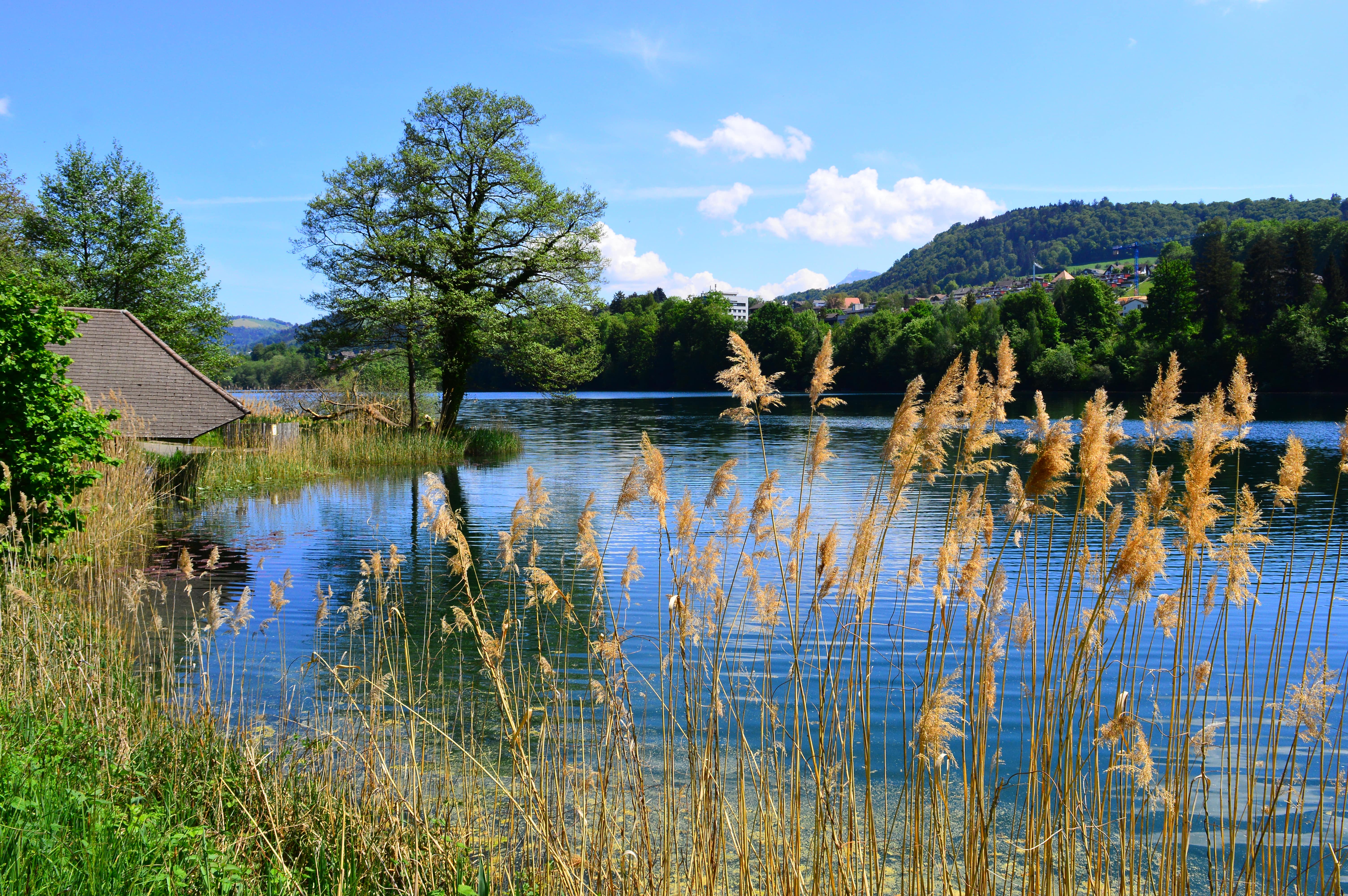 Rotsee