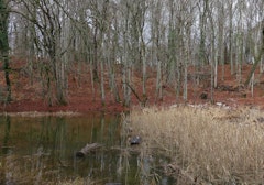 Bois de Chêne