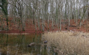 Bois de Chêne