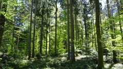 Around Chalet-à-Gobet