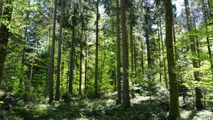 Around Chalet-à-Gobet