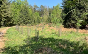Hardwald