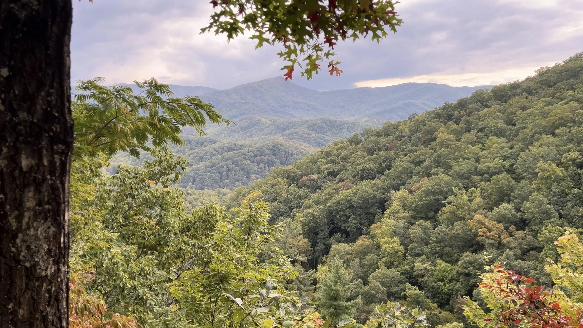 Laurel Falls Trail