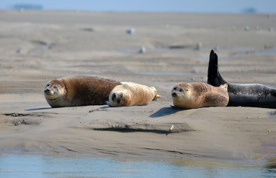 Phoques en Baie de Somme