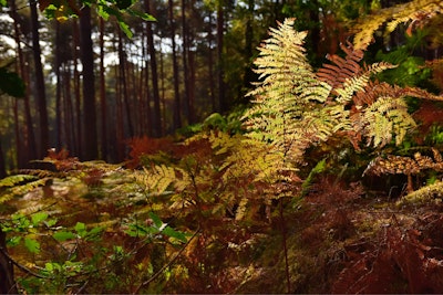 Forêt de Fontainebleau