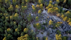 In the forest of Fontainebleau