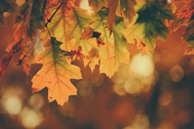 Nos conseils pour se balader à l'automne