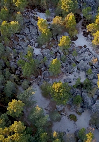 Forêt de Fontainebleau