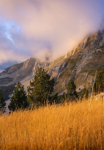 Bouquetin dans le Vercors